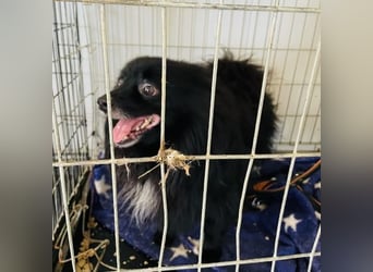 Marley, unser kleiner Pomeranian ist topp fit