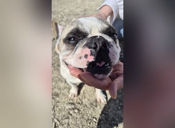 Sultan, unser Knutschgesicht