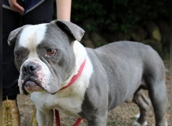 Brizio - Ein gebrochenes Herz auf der Suche