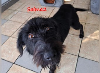Selma2 11/2022 (GRC) - traumhafte, super soziale und hübsche Schnauzer-Mix Hündin!
