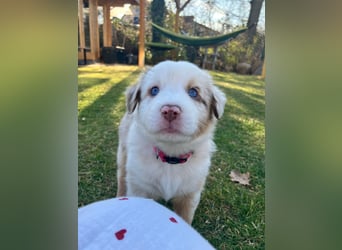 Reinrassige Australian Shepherd Welpen