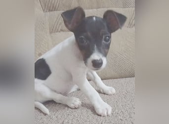 bezaubernde kleine NINA - 5-6 Monate, 18cm - Jack Russell