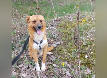Jungspund Dylan sucht sein Glück - wer zeigt ihm die Welt