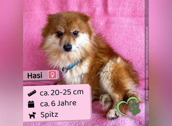 Hasi