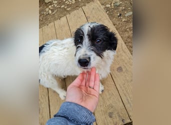 Herziger KELVIN sucht Kuschelpartner fürs Leben