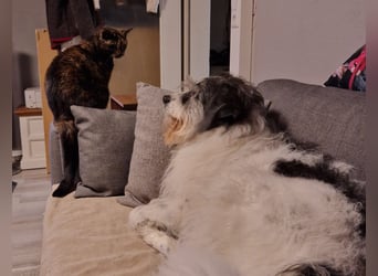Tobi, geb. 2018, Wuschelhund sucht liebevolles Zuhause