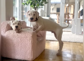 NEUE Welpen sind da.. die reinrassigen Dogo Argentinos mit Ahnenpass
