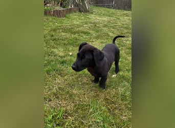 Leon, bereits auf PS in DE, sucht ein tolles Zuhause!