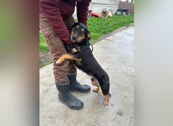 Dexter, geboren 01.08.2023, 34cm sucht sein Körbchen