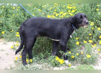 Kalle, Mix Podengo / Labrador, lieb und verträglich