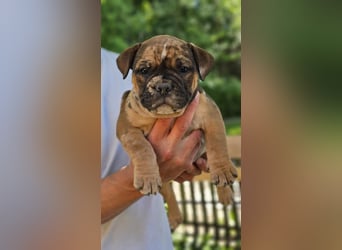 Old English Bulldog Welpen