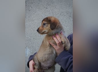 Harry - sucht noch sein Körbchen