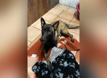 ROMINA - die hübsche Malinois-Hündin sucht ein hundeerfahrenes Zuhause!