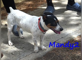 Mandy2 geb. 05/2024 (ESP) - fröhlicher, kleiner Jack Russel Terrier - Bodeguero Mix Rüde!