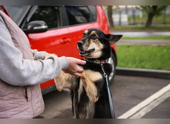 Chejs ein schwarzer Schäferhund - mischling als  treuer Wegbereiter!