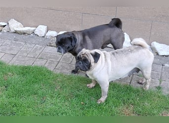 Wunderschönes Mops Mädchen freiatmend,sportlich, agil.