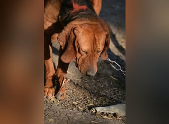 Liebe und verschmuste Hündin „Selma“, Bracken-Laufhund Mischling, ca. 2020 geboren, sucht dringend.