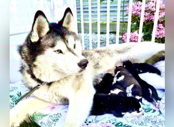 FCI Pedigree Blue Eyed Black & White Siberian Husky Champion Puppy