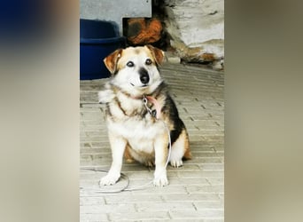 Dee, Schäferhundmix - Beschreibung folgt