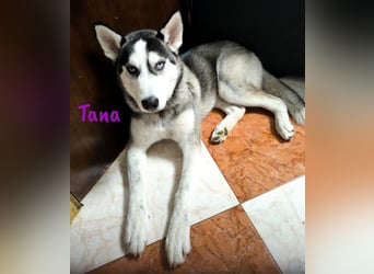 Tana geb. 11/2024 (ESP) - neugierige und sportliche, wunderschöne Husky Junghündin!