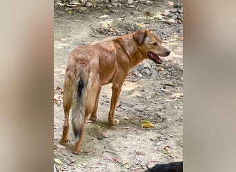 Herzensmensch gesucht - lieber OSCAR hofft schon so lange auf sein Glück