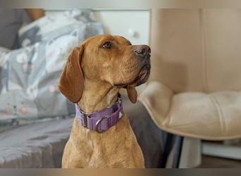 Lord - ungarischer Vizsla - ein außergewöhnlicher Begleiter!