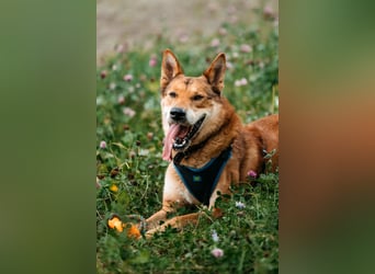 Der süße Fuchs Imber sucht ein Zuhause.
