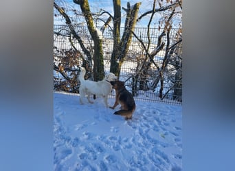 Erna wartet in Tierpension Tannenhof 54597 Wallersheim