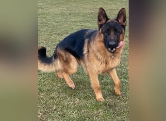 Deutscher Schäferhund Rüde mit Papiere.