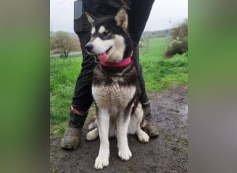 Luna, Husky Mischling