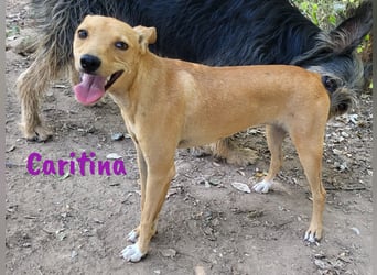 Caritina 02/2024 (ESP) - bezaubernde Podenco-Mix Junghündin!