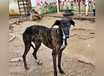 Hamu, RESERVIERT Galgo Rüde mit ruhigem zugewandten Gemüt
