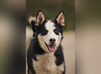 Lebensfroher Chico sucht sein Zuhause