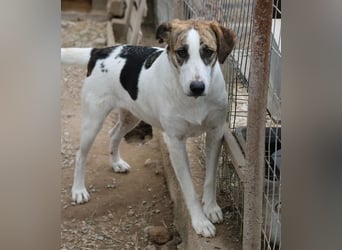 Mariela, geb. ca. 02/2022, lebt in GRIECHENLAND, im städt. Tierheim Serres