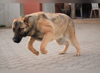Ivo VI – Kluger, aktiver Malinois-Rüde sucht erfahrenes Zuhause mit Köpfchen