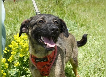Liebe Nala sucht eine Familie