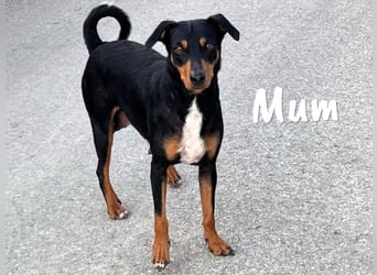Pastela 12/2024 (ESP) - verspielte, kleine Bodeguero-Pinscher-Mix Welpin!