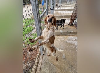 Pointer Mix MAILO (2,5 Jahre) sucht eine eigene Familie