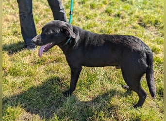 Thyson, geboren 04.2024, 50cm sucht sein Glück