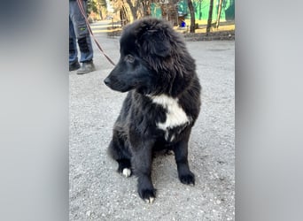 Sanfte ERIKA sucht ein liebevolles Zuhause
