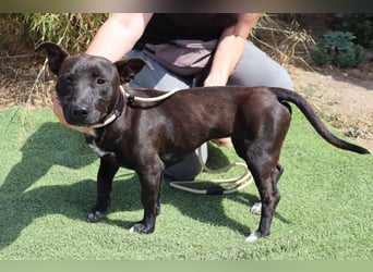 Cisco, Terrier-Mix, lieb und sozial