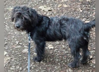 Lulu ❤️ wartet in 27751 Delmenhorst