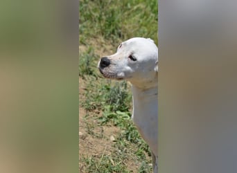 Mary - Sehr liebe (taube) Dogo-Argentino Hündin, ca. 3 Jahre alt, gut verträglich