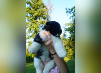 Amerikanische Akita