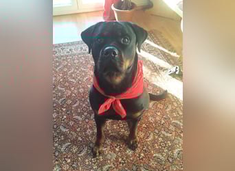 tolle Rottweilerhündin Daisy