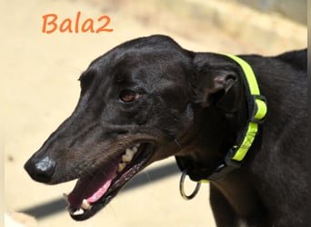 Bala2 10/2023 (ESP) - zärtliche, soziale und vornehme junge Galga!