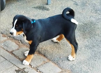 Appenzeller Sennenhund Welpe Rüde reinrassig sucht ein liebevolles Zuhause