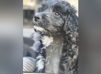 Labradoodle Ich bin der letzte aus diesem Wurf