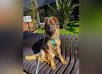 Freundlicher Tobi mit besonderen Ohren sucht sein Glück