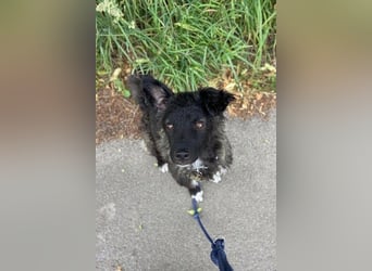 Laroche - Dein neuer bester Hundekumpel (32051 Herford)